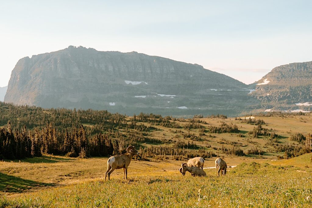 A mountain in the distance with four goats eating grass in the forefront of the image.