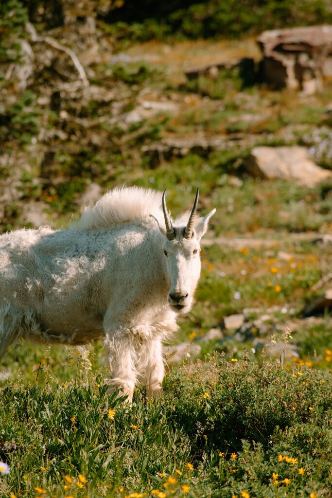 A mountain goat at Glacier National Park