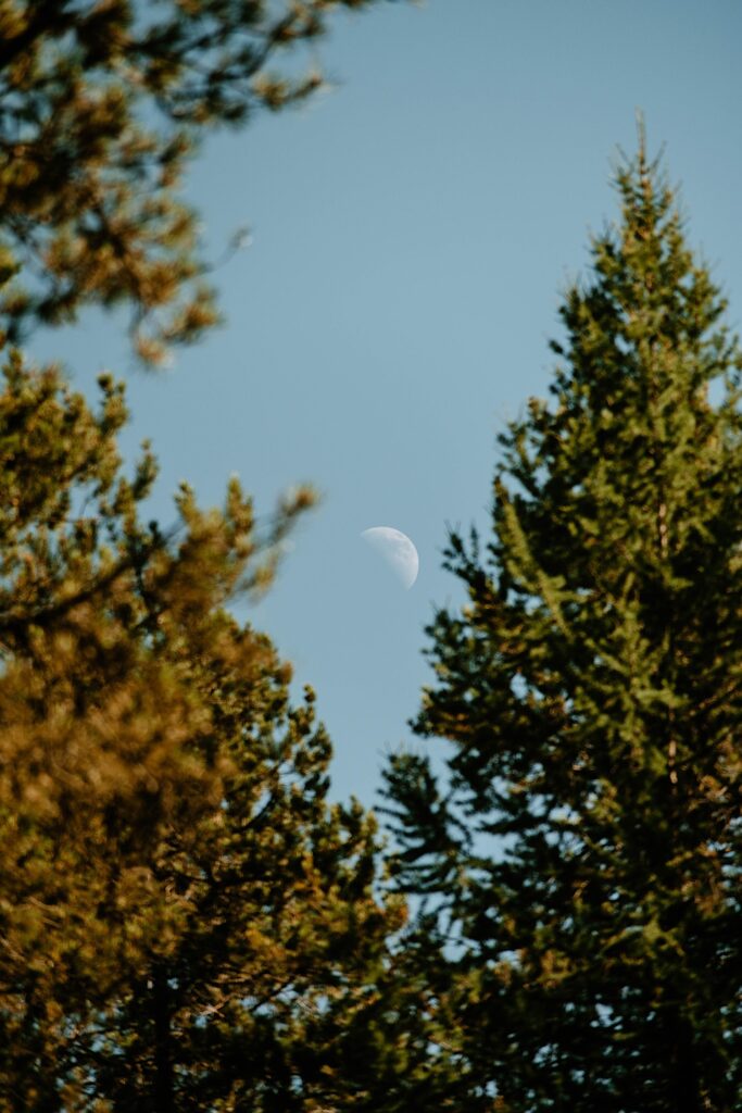 A waning moon is framed by trees in Glacier National Park